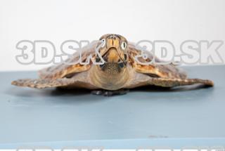 Turtle body photo reference 0052